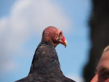 Roofvogelshow in Château de La Roche-en-Ardenne (België)